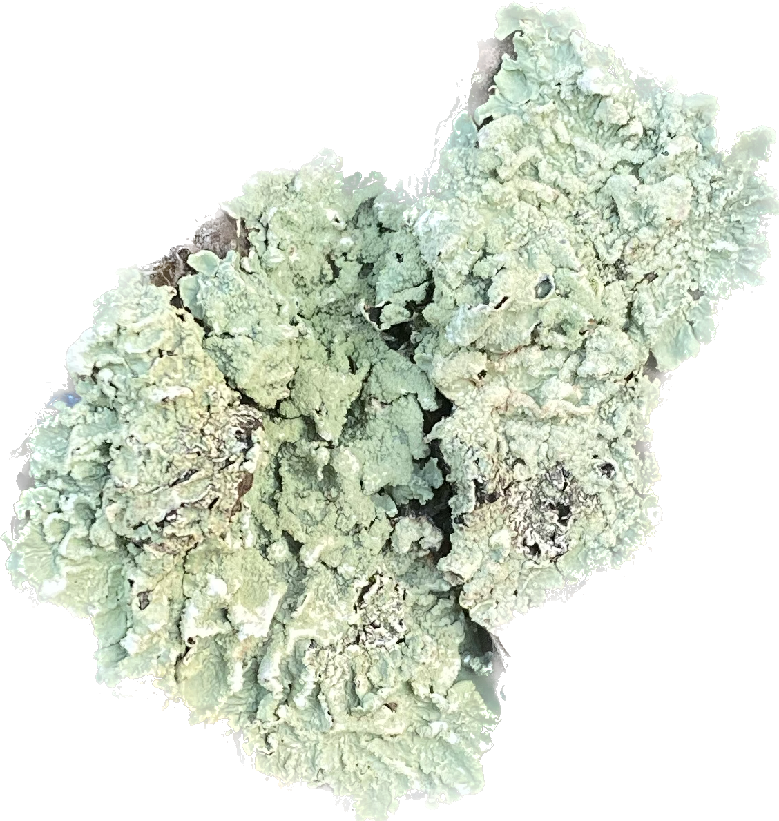 Recherche sur le lichen